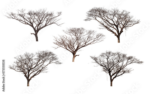 Dead tree set, Trees Isolated on a white background, Collection of green trees, Design artwork