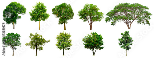 Trees Isolated on a white background  Collection of green trees  Design artwork