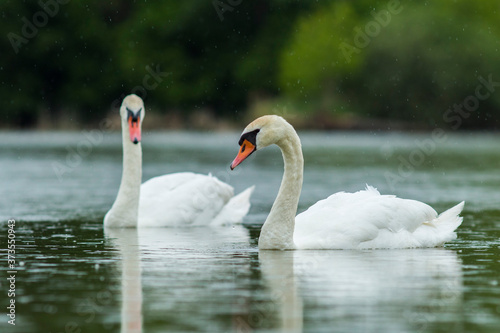 lake in the middle of the forest with white swans