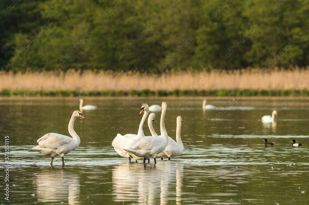 lake in the middle of the forest with white swans lake in the middle of the forest with white swans