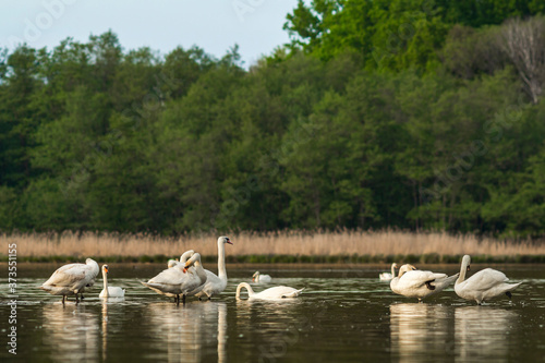 lake in the middle of the forest with white swans © Petr Leczo