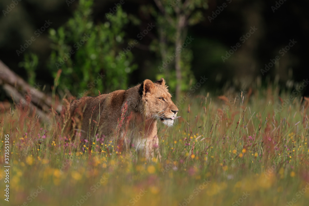 Naklejka premium Close-up portrait of a lioness on a sunny savannah. Top predator in a natural environment. Lion, Panthera leo. 