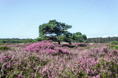 Dutch heather fully blooming in the midst of the forest in August 7
