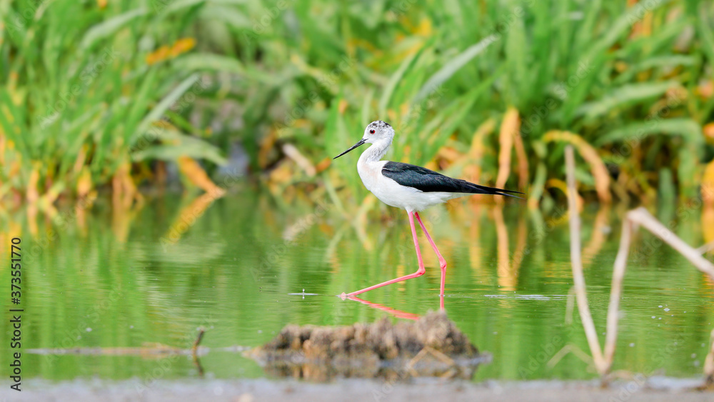 Close-up photo of Black-winged Stilt, black and white bird with very long red legs, wading in the middle of the water surface. Himantopus himantopus. Close-up photo of Black-winged Stilt, black and white bird with very long red legs, wading in the middle of the water surface. Himantopus himantopus.