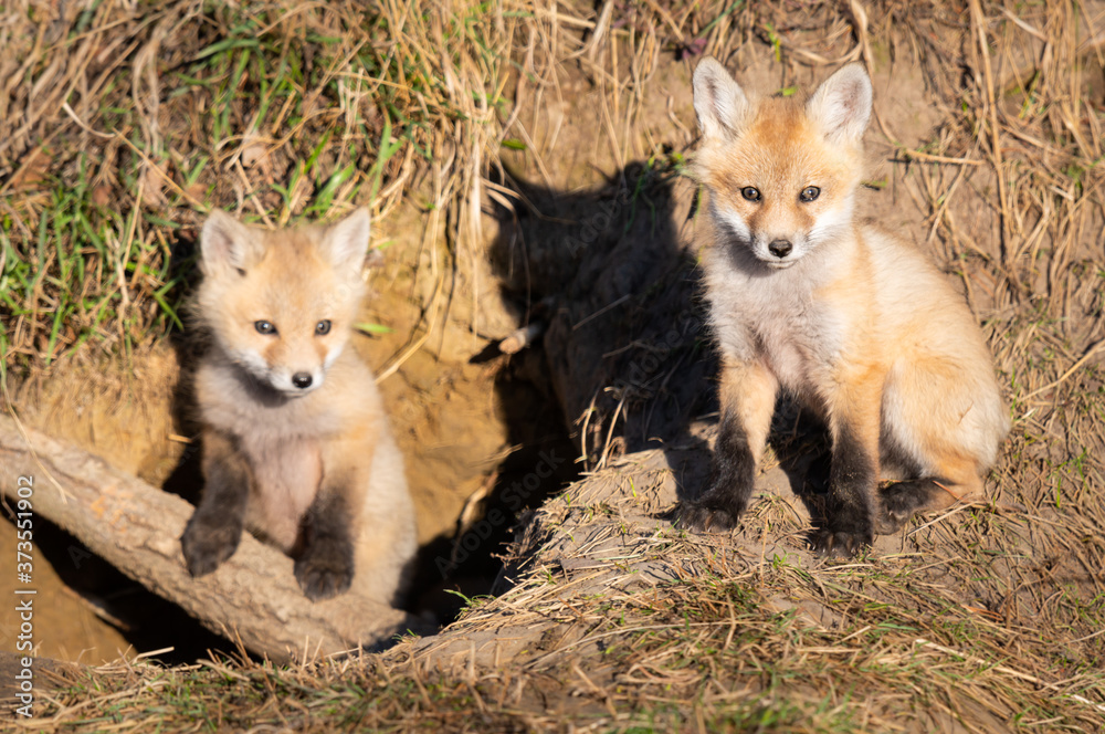 Red fox kits in the wild Red fox kits in the wild