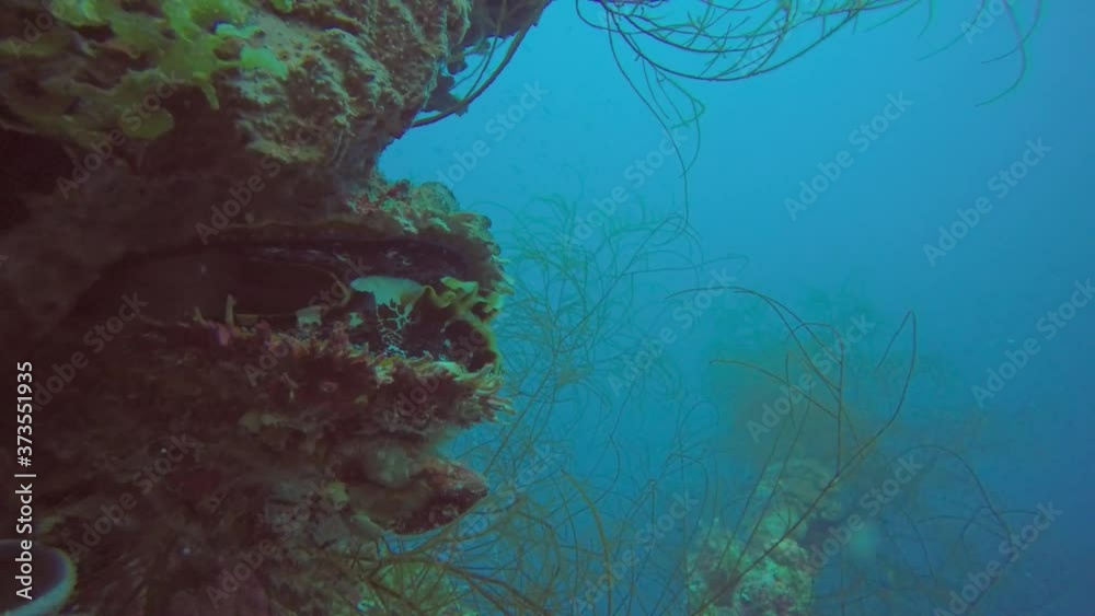 A Giant Thorny Oyster (Spondylus varius) in Truk Lagoon, Micronesia