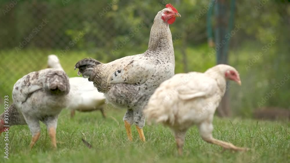 Domestic chicken walking on green grass feeding on rural eco farm.
