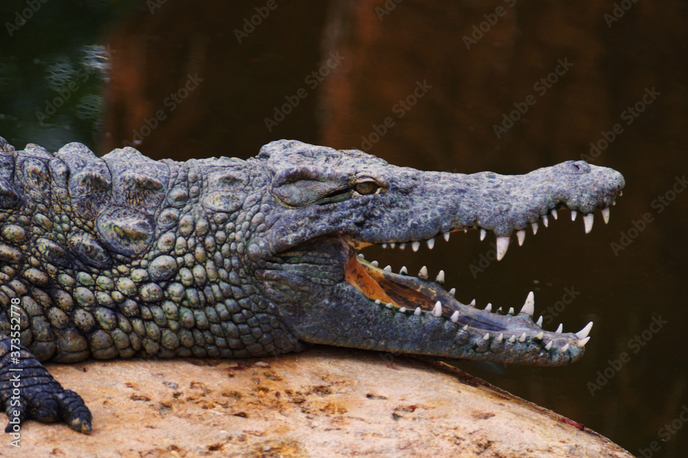 Obraz premium Crocodile avec la gueule ouverte