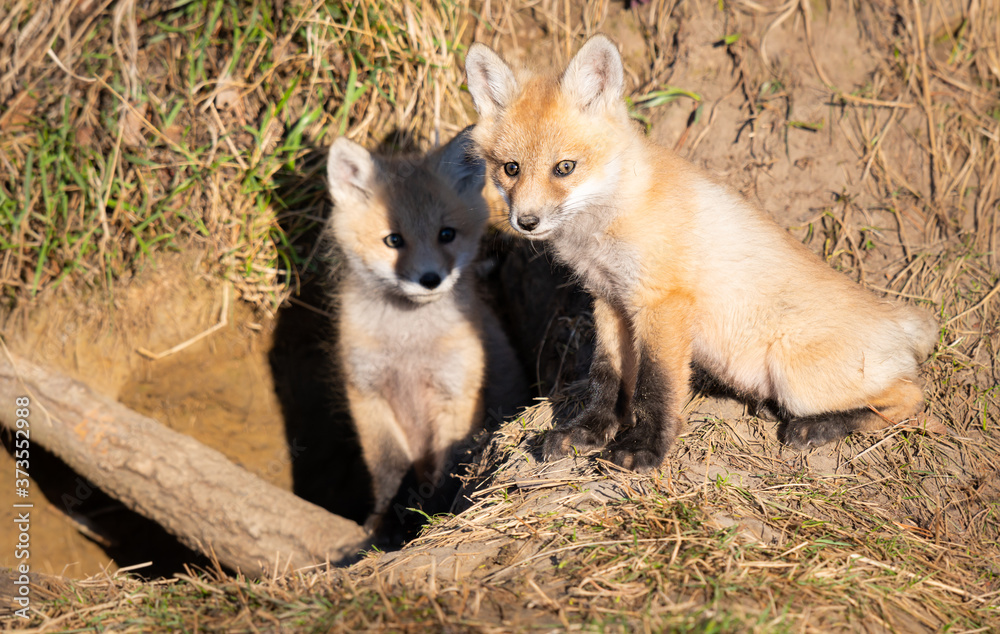 Red fox kits in the wild