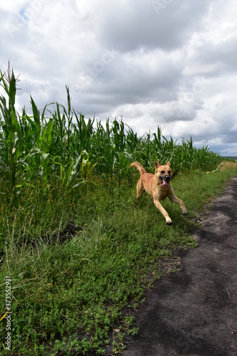 dog in the cornfield