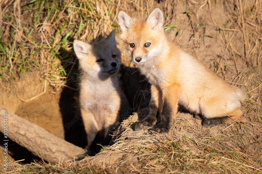 Red fox kits in the wild Red fox kits in the wild