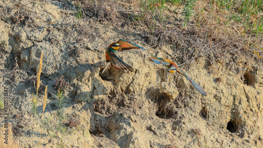 Action photo. Bee-eaters flying in a dynamic pose near the nest. Flying jewel. European Bee-eater, Merops apiaster Action photo. Bee-eaters flying in a dynamic pose near the nest. Flying jewel. European Bee-eater, Merops apiaster