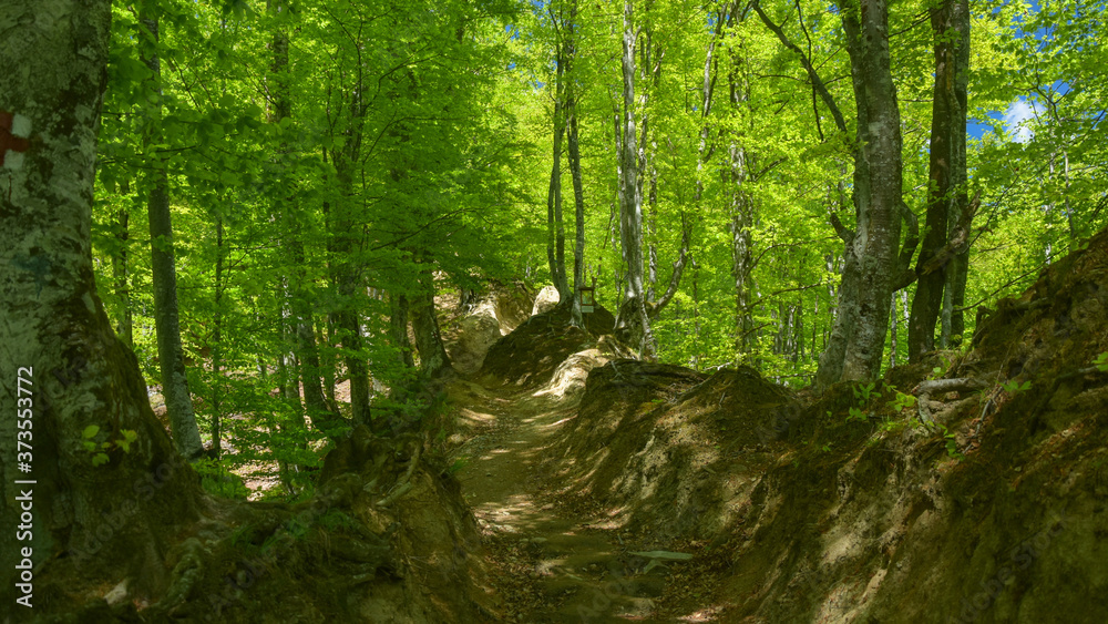 Obraz premium A trekking footpath inside Buila-Vanturarita National park, Romania