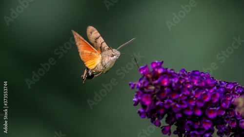 Summer poetic photo. Hummingbird hawk-moth floats around flowering summer lilac (butterfly bush) and sucks a nectar. Macroglossum stellatarum, Buddleia davidii.