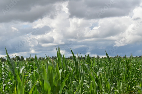 green field and blue sky