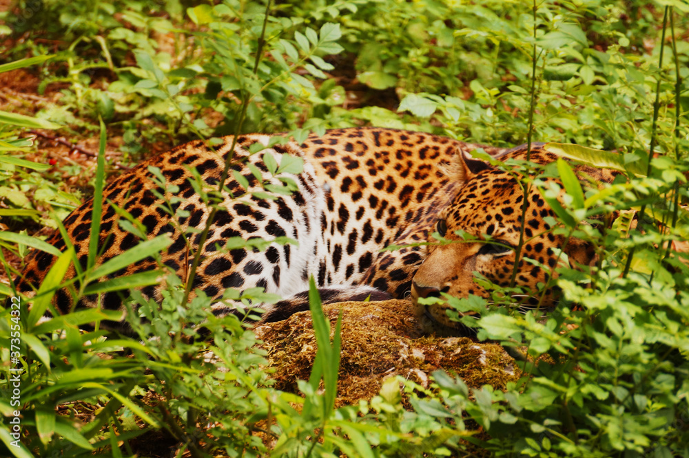 Jaguar tapis dans les herbes Jaguar tapis dans les herbes
