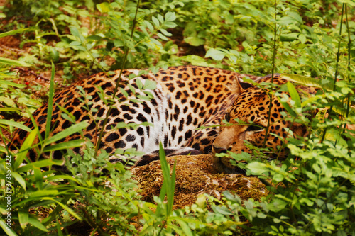 Jaguar tapis dans les herbes