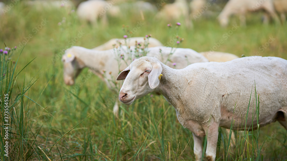 Fototapeta premium Landschaftspflege durch Schafe im Herrenkrugpark am Ufer der Elbe in Magdeburg