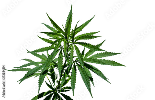 Cannabis plant isolated on the white background. Selective focus.