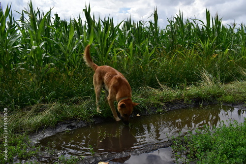 dog in the pond