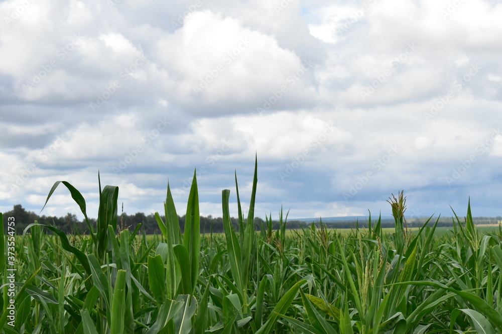 Fototapeta premium green cornfield and blue sky