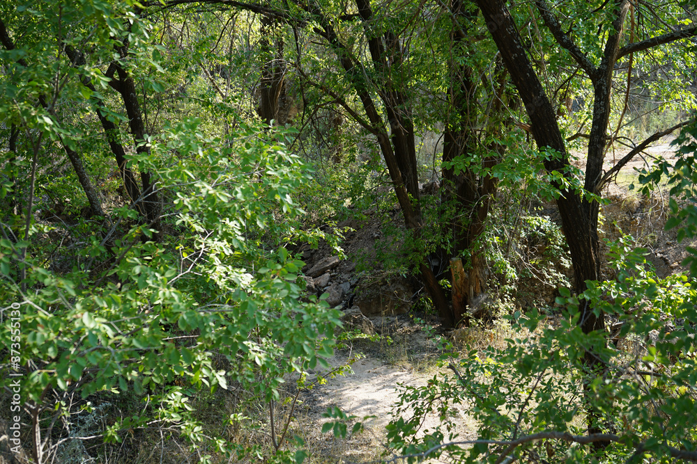 Forested area with rocks Forested area with rocks