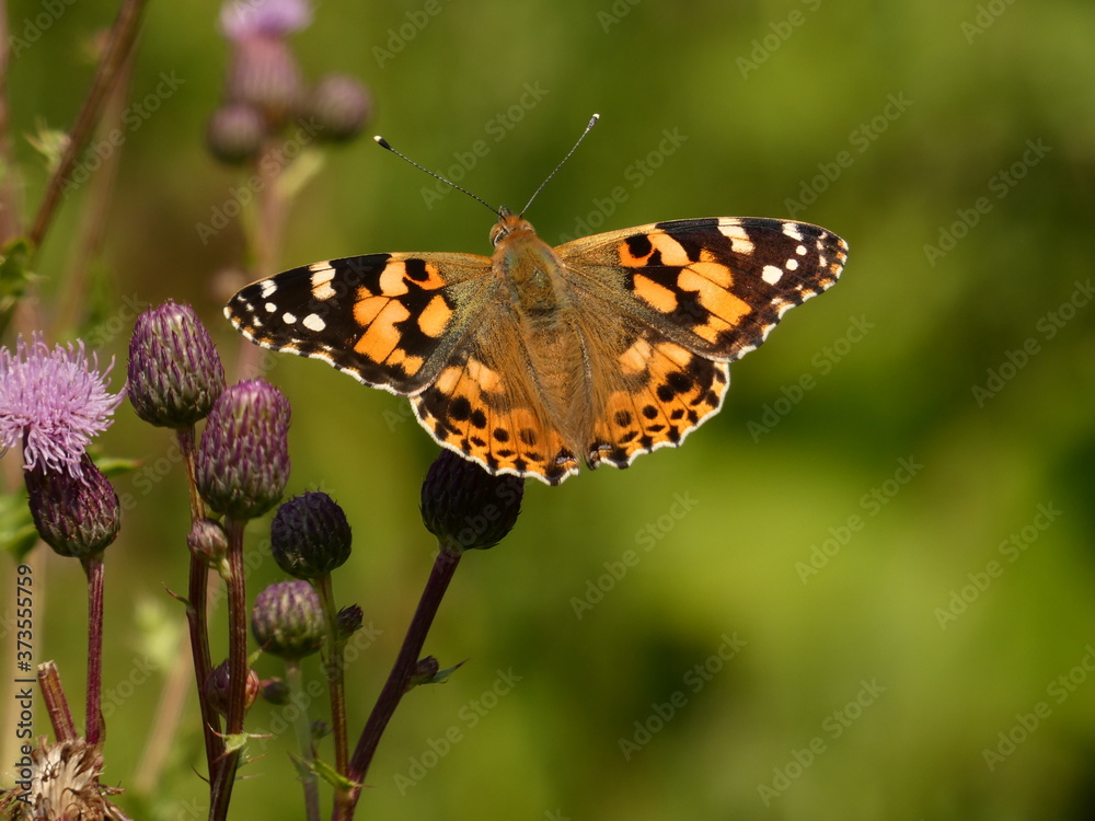 Painted lady butterfly (Vanessa cardui) - colorful butterfly with open wings on green background, Gdansk, Poland Painted lady butterfly (Vanessa cardui) - colorful butterfly with open wings on green background, Gdansk, Poland