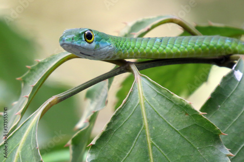 Green Mamba