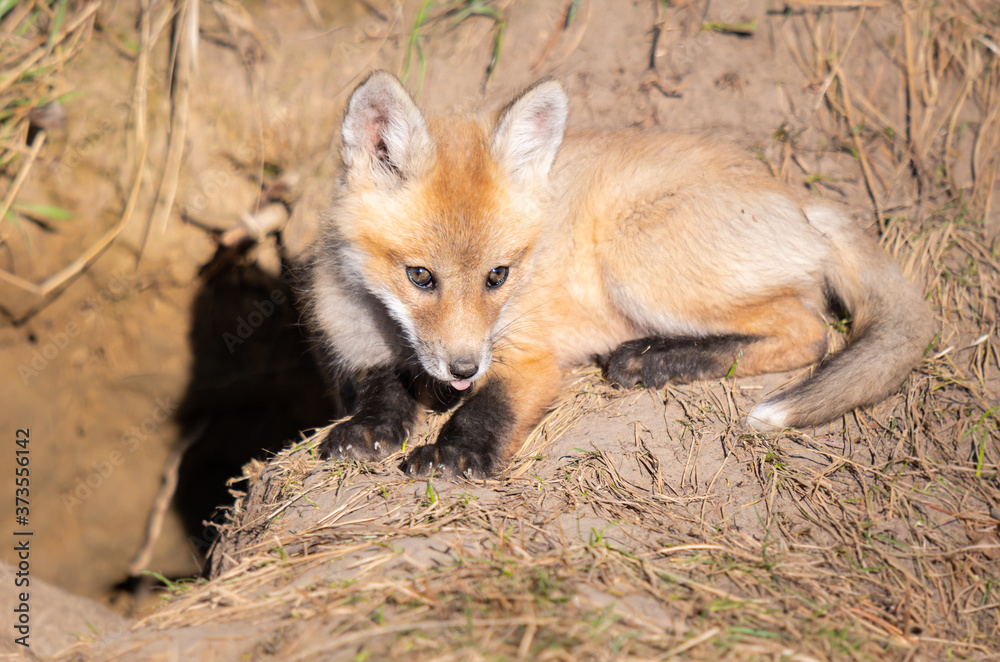 Fototapeta premium Red fox kits in the wild