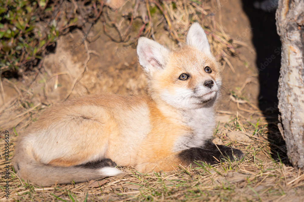 Red fox kits in the wild Red fox kits in the wild