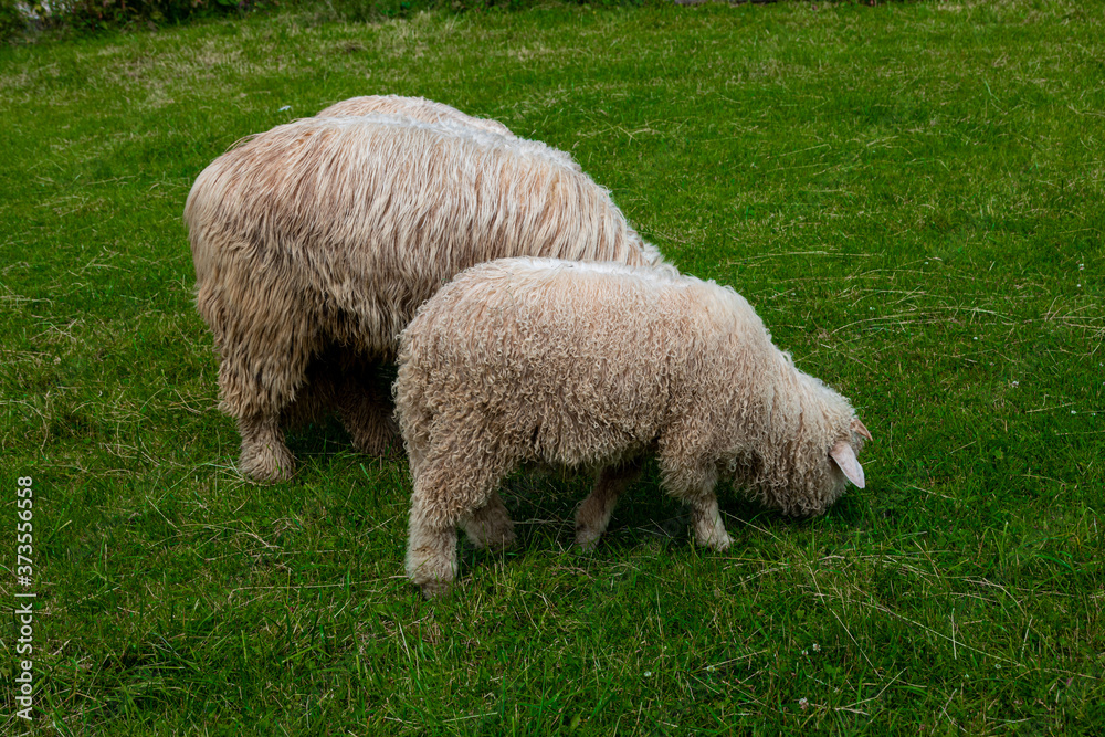 sheep grazing on a green meadow in the Polish Tatra Mountains on a warm summer day sheep grazing on a green meadow in the Polish Tatra Mountains on a warm summer day