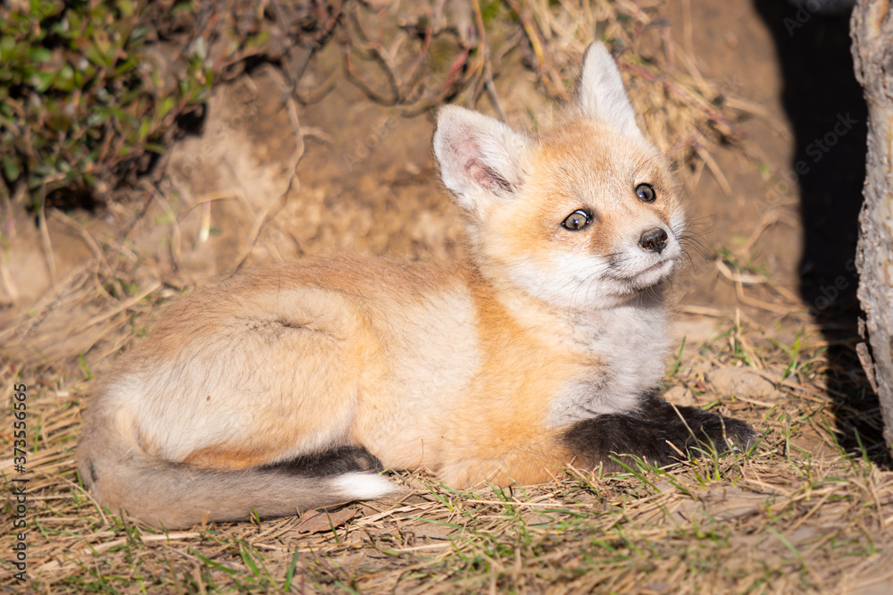 Red fox kits in the wild Red fox kits in the wild