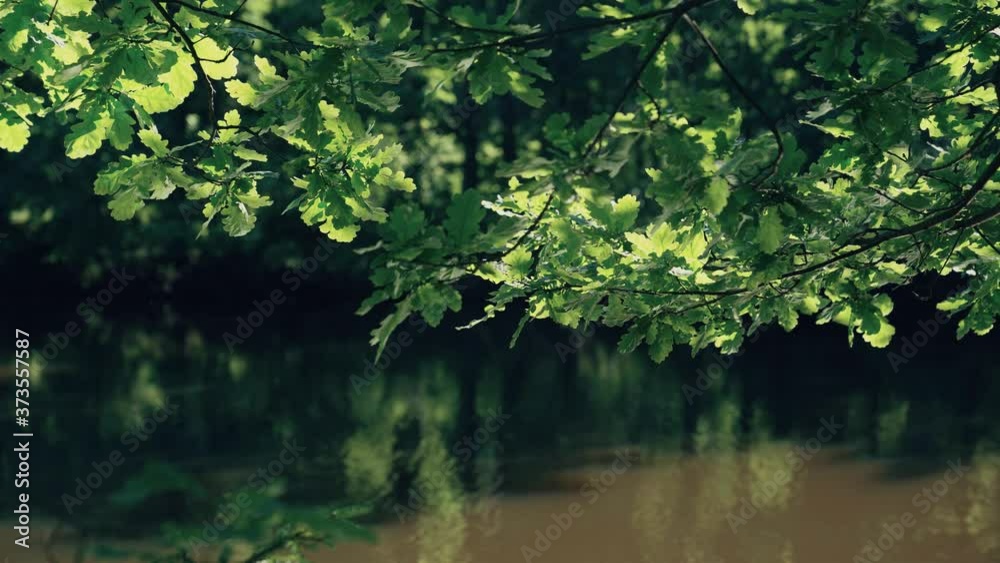 Sun rays on the leaves of trees on a summer day. Sun rays on the leaves of trees on a summer day.