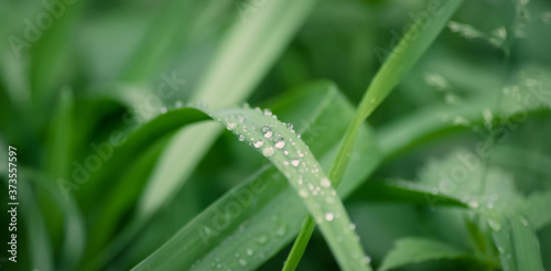 Beautiful drops of transparent rain water on a green leaf, macro, selective focus, blurred background
