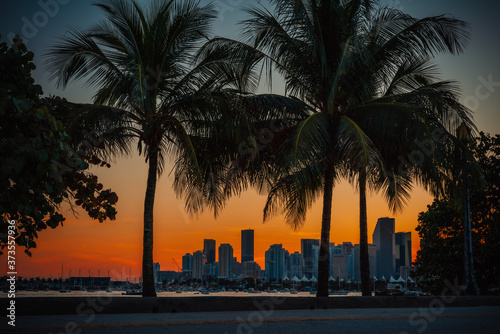 sunset in the city Miami Florida palms tree downtown 