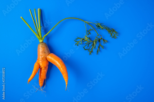 Trendy ugly organic carrot with the halm from home garden on on a blue background, unnormal vegetable or food waste concept, copy space