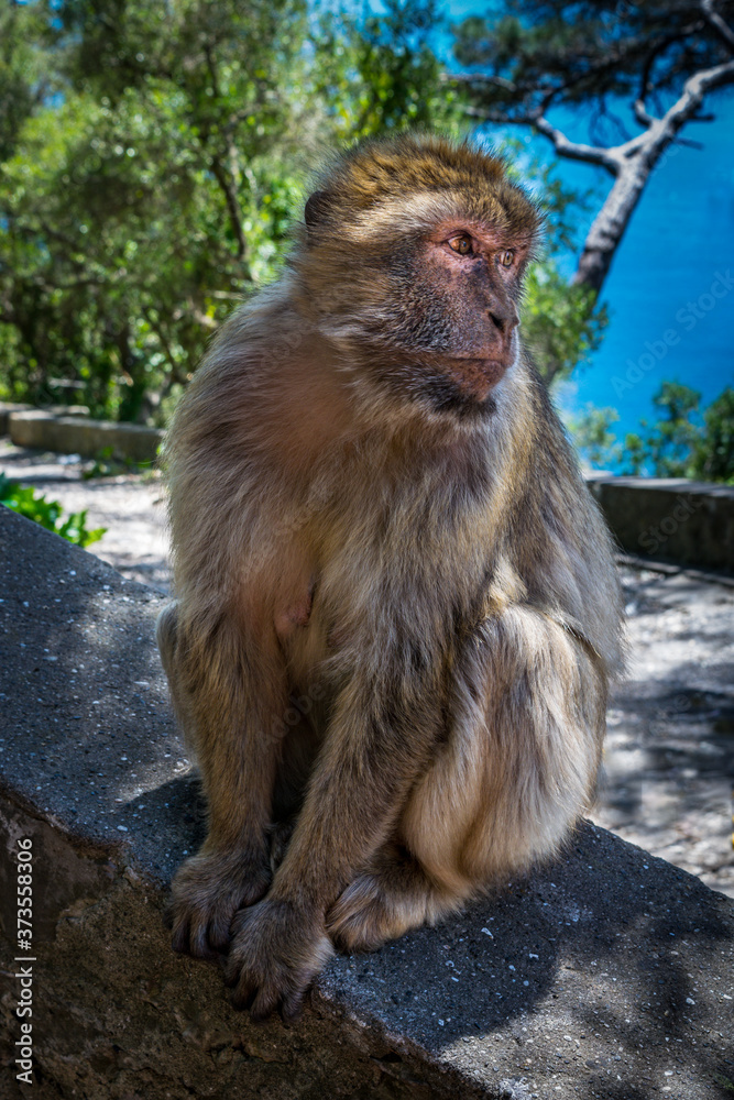 Naklejka premium Barbary Macaque looking over shoulder Gibraltar