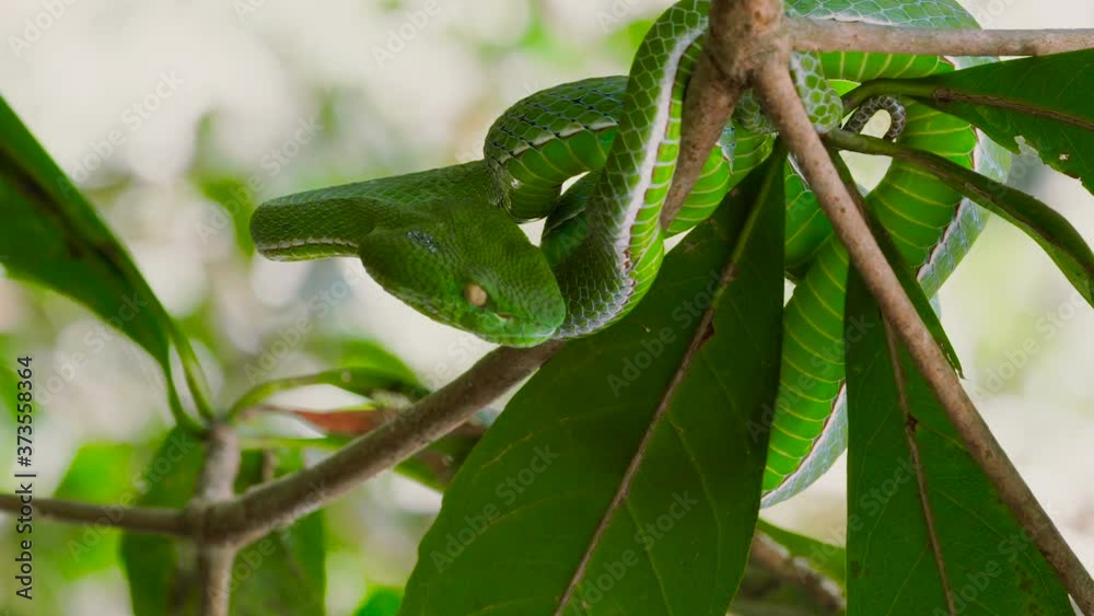 A venomous Vogeli green pit viper lies on a moving tree branchover the river. Wild nature stock footage. A venomous Vogeli green pit viper lies on a moving tree branchover the river. Wild nature stock footage.