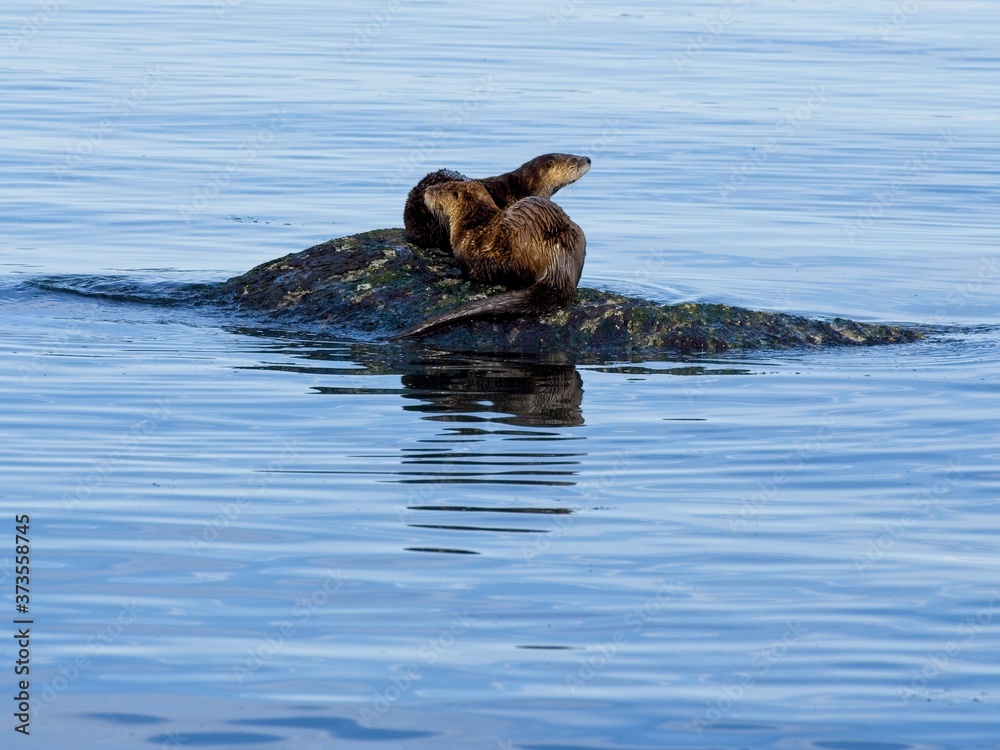 Fototapeta premium Two otters playing on the rock
