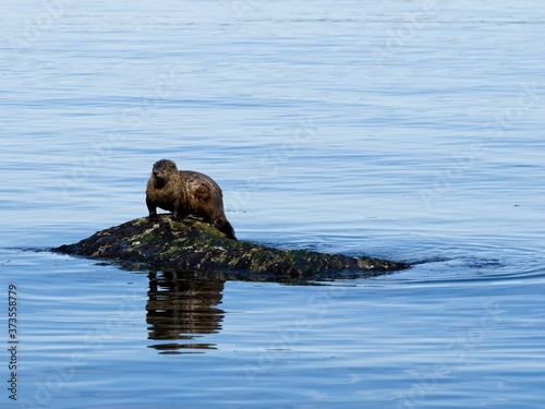 Two otters playing on the rock