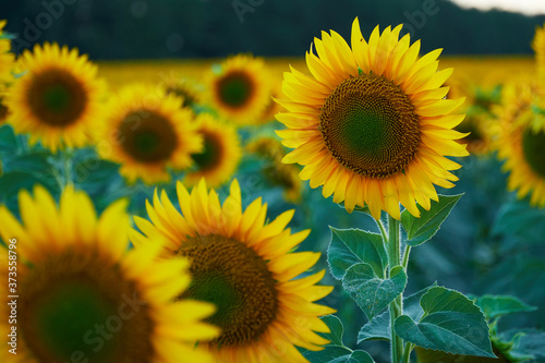 bright sunflower field  a beautiful landscape on a summer day