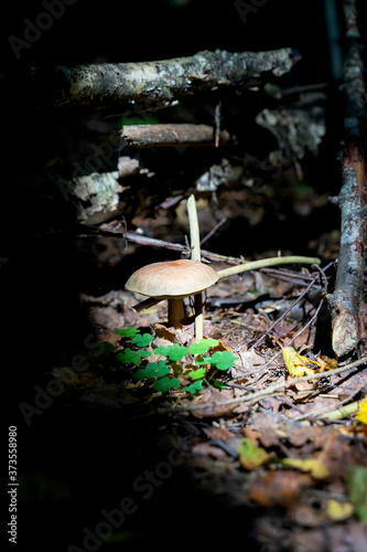 Edible mushroom close-up illuminated by morning sunbeam in forest