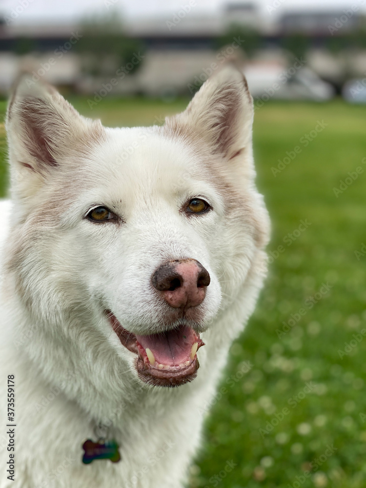 Cute husky dog