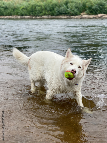 Cute husky dog