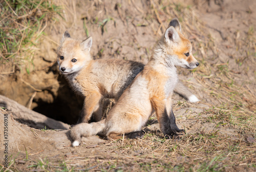 Red fox kits in the wild © Jillian