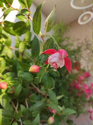 red rose bush