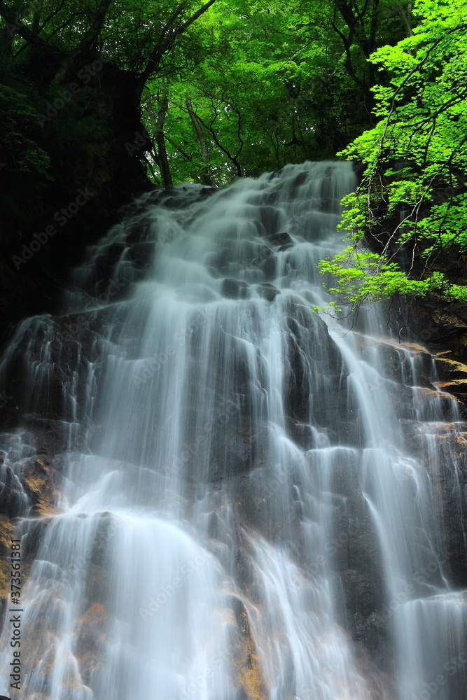 夏の北の沢大滝