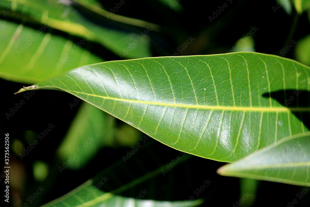 A beautiful green background of mango leaves. A beautiful green background of mango leaves.