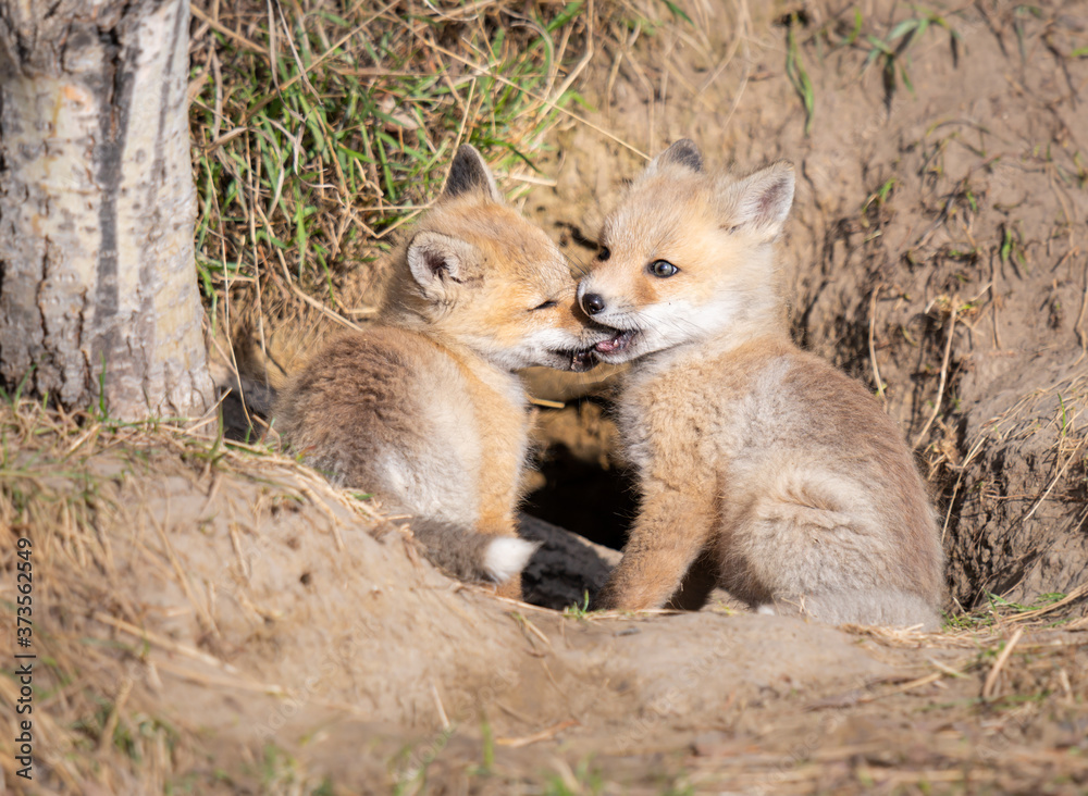 Red fox kits in the wild Red fox kits in the wild