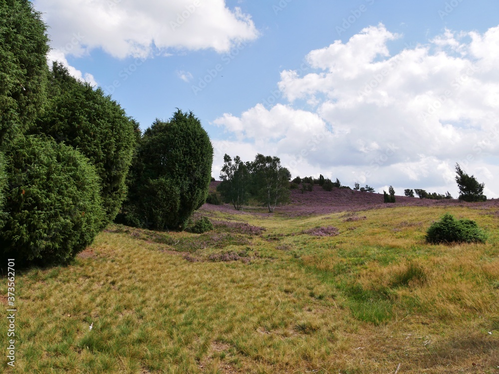 Sträucher und Hügel in der Lüneburger Heide